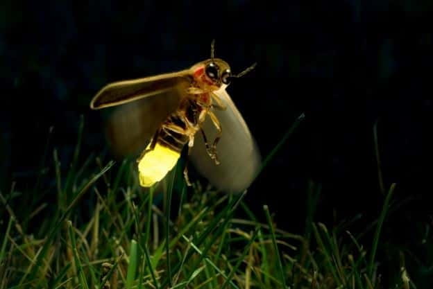 Kuala Lumpur: Fireflies & Blue Tears Tour with Seafood Meal - From Kuala Lumpur to Kuala Selangor
