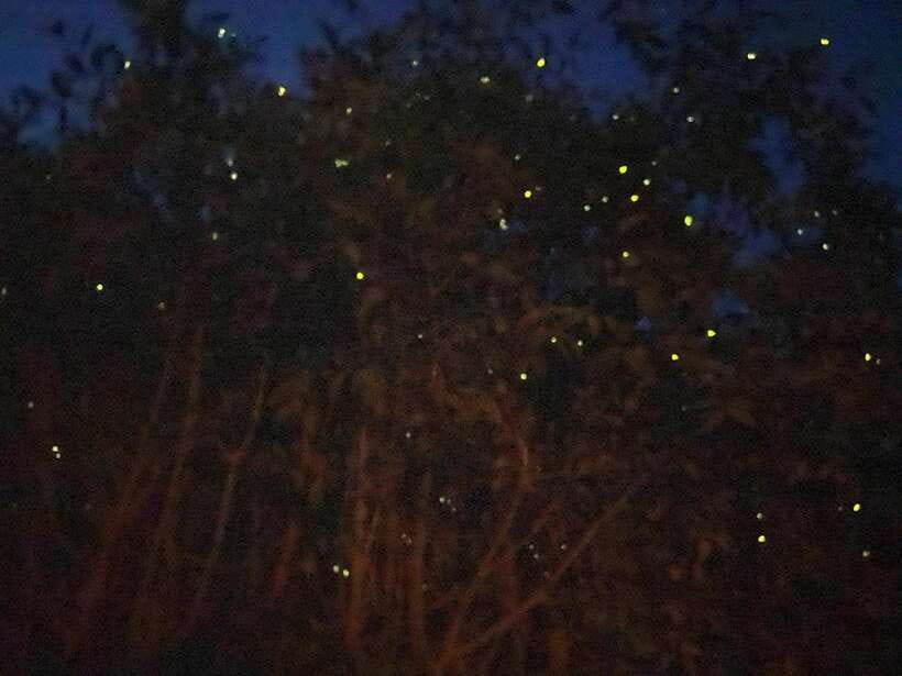 Kuala Lumpur: Kuala Selangor Fireflies and Blue Tears Tour - Key points to know before you go