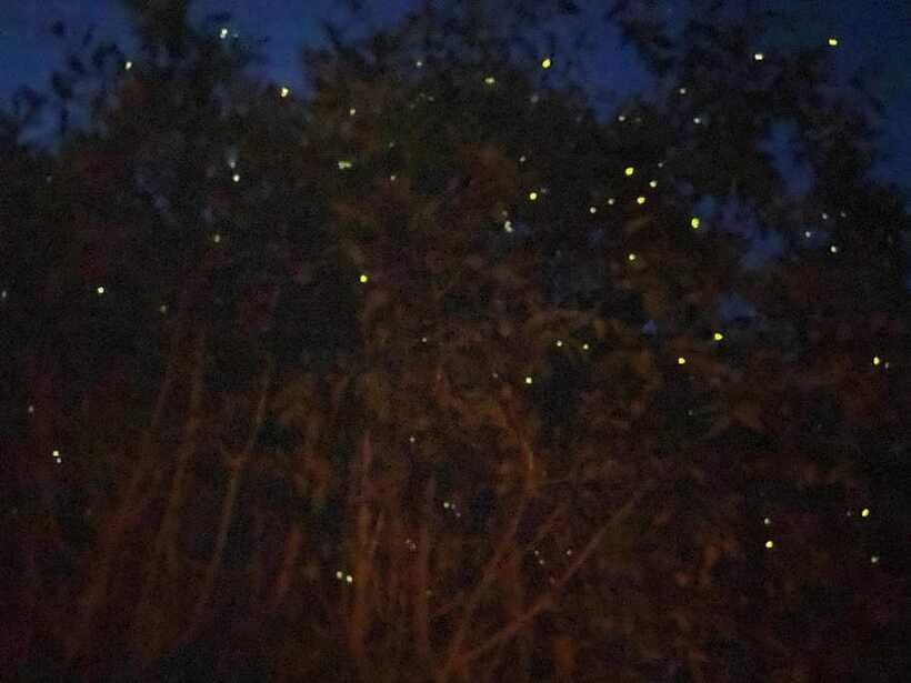 Kuala Lumpur: Kuala Selangor Fireflies and Blue Tears Tour - Should you book it?