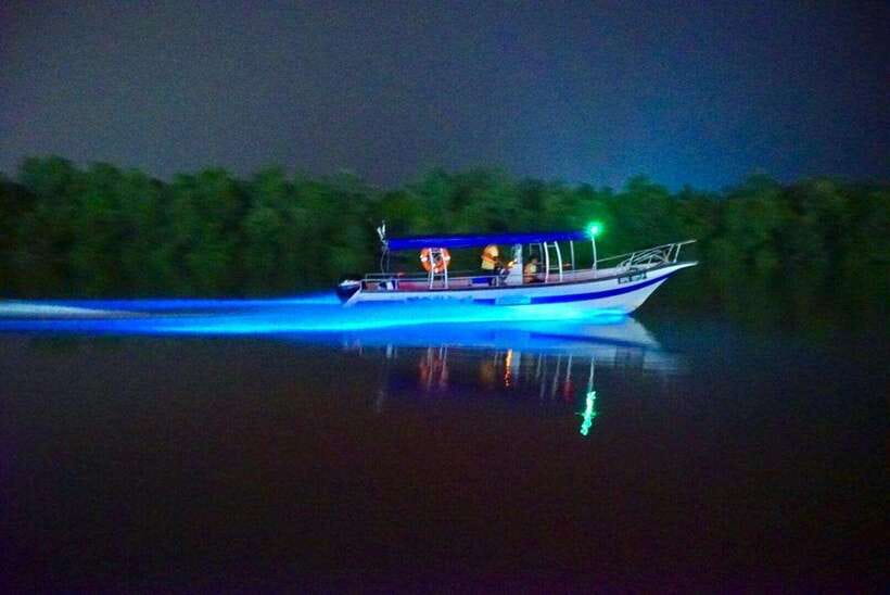 Kuala Lumpur: Kuala Selangor Fireflies and Blue Tears Tour - Why this Kuala Selangor evening is worth the long ride