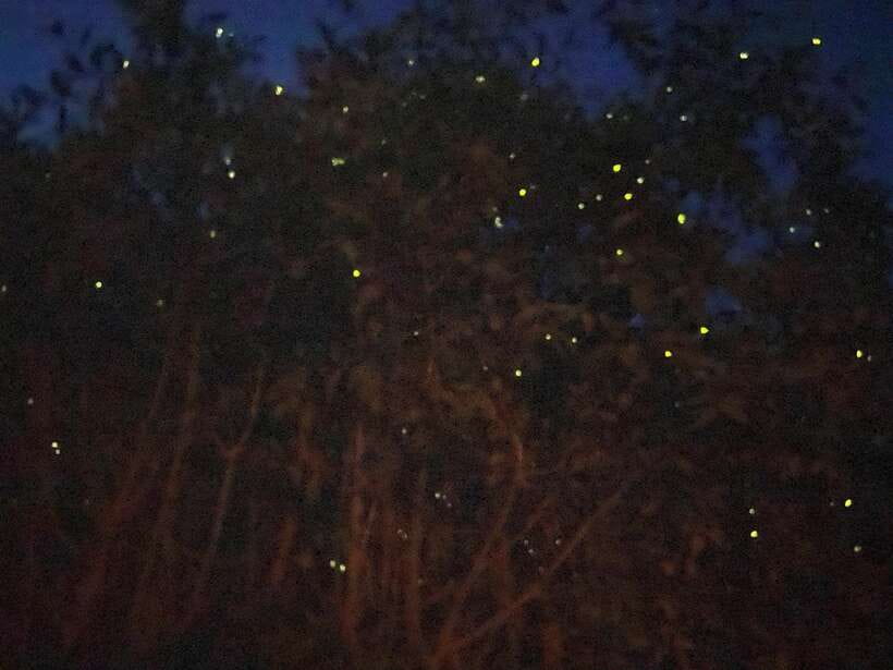 Kuala Lumpur: Kuala Selangor Fireflies and Blue Tears Tour - Monkey time: entertaining, close, and a little chaotic