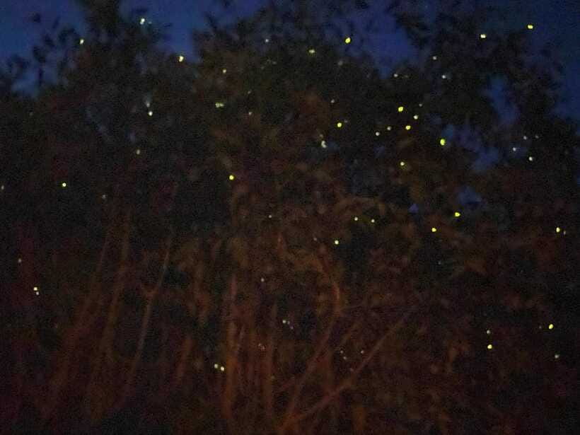 Kuala Lumpur: Kuala Selangor Fireflies and Blue Tears Tour - Who should book this Kuala Selangor tour?