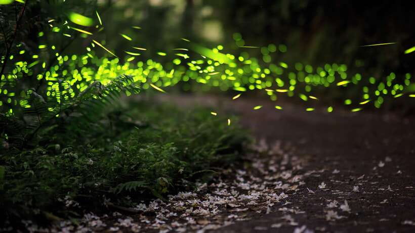 Kuala Lumpur: Kuala Selangor Firefly Tour and Dinner - Why the fireflies are worth the evening trip