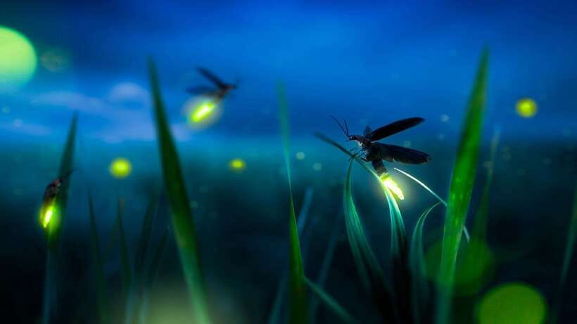 Kuala Lumpur: Kuala Selangor Firefly Tour and Dinner - What the $106 price includes