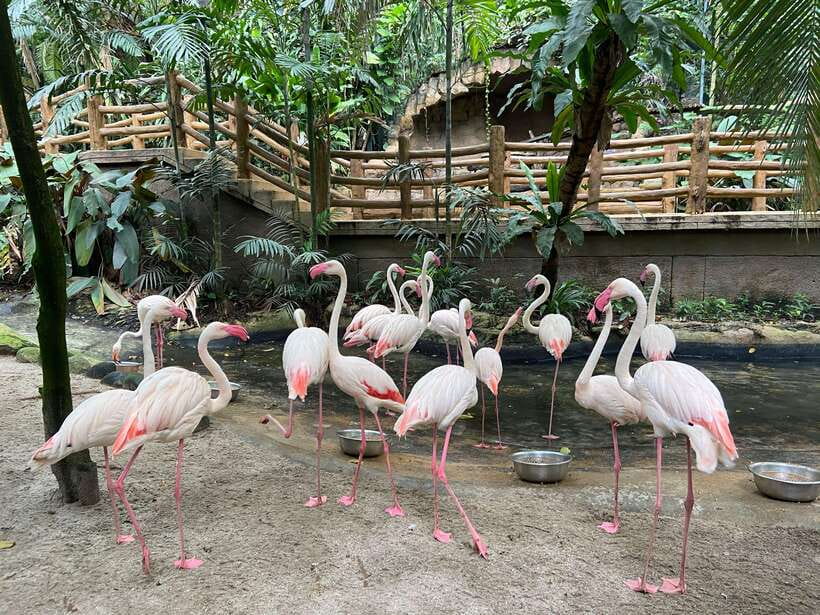 Kuala Lumpur: Sunway Lagoon Ticket & 1-Way Transfer - Key points to know