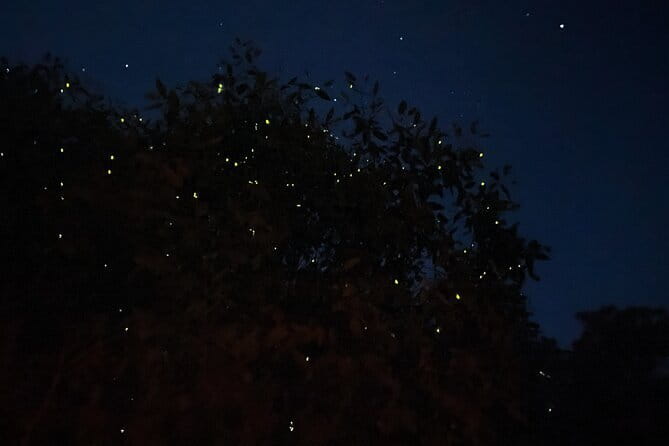 Kuala Selangor Fireflies and Blue Tears Tour with Dinner (SIC) - Why this Kuala Selangor evening works