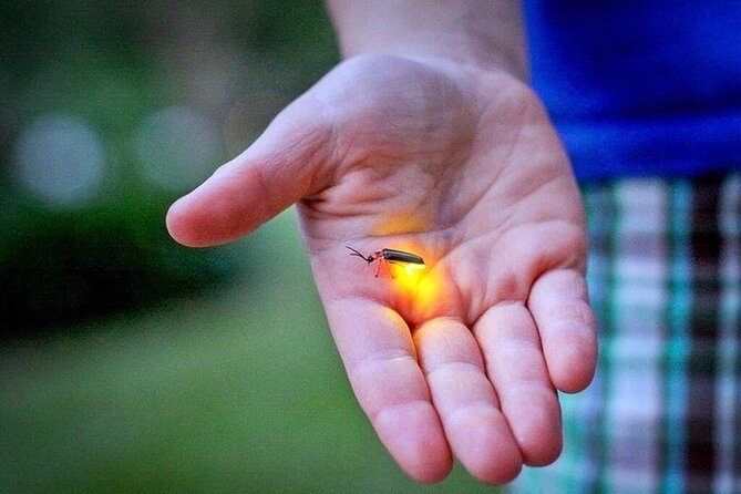 Kuala Selangor Fireflies - Batu Caves Temple- Malawati Hill DayTour With Dinner - Who will enjoy this day most?
