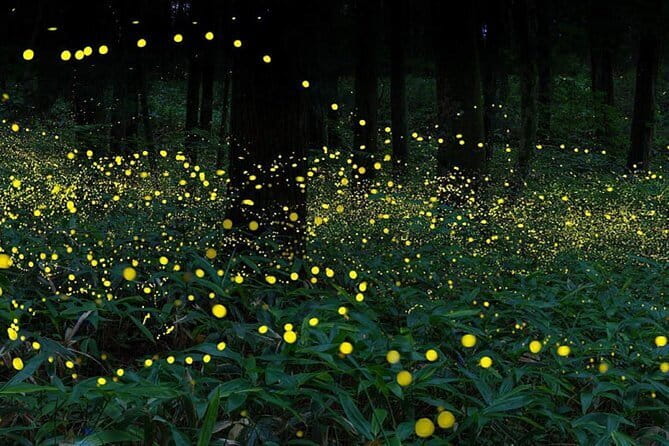 Kuala Selangor Firefly Blinkings Private Tour with Seafood Dinner - What the guide can add to the day