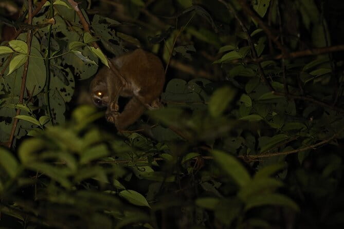 Kubah's Nocturnal Wonders Nighttime Frog Safari - Who will enjoy this most?