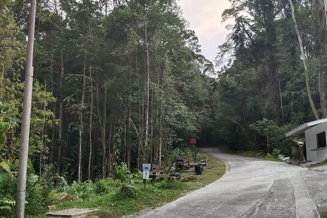 Kubah's Nocturnal Wonders Nighttime Frog Safari - Two hours of slow forest searching