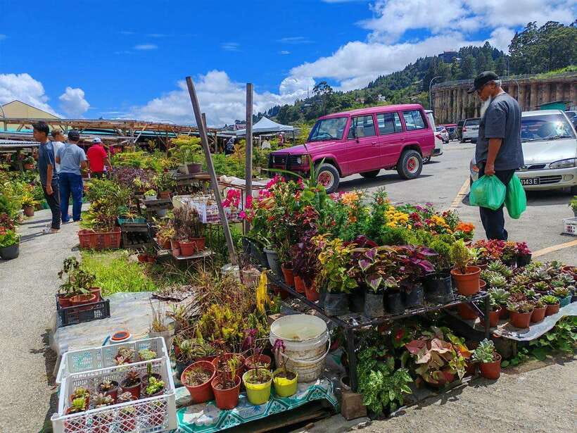 Kundasang : ATV Ride, Dairy Farm Visit & Meal Shared Tour - A taste of sinalau bakas before the return