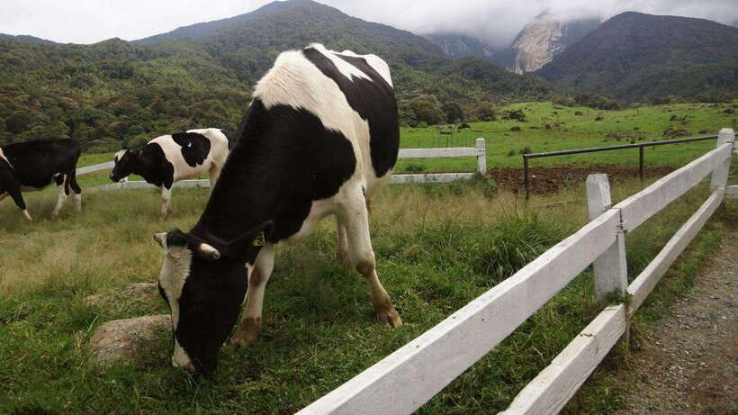 Kundasang: Day Tour with Desa Dairy Farm and Alpaca Club - Kundasang is your natural lunch break