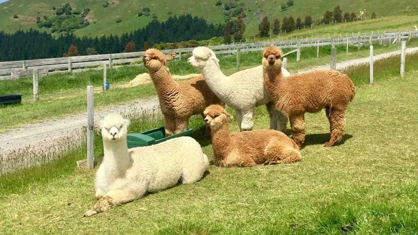 Kundasang: Day Tour with Desa Dairy Farm and Alpaca Club - Alpaca Club keeps the afternoon light