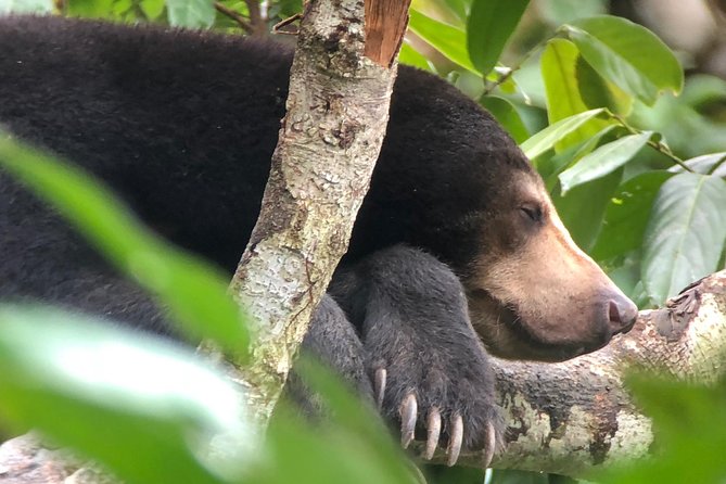 Labuk Proboscis, Sepilok, Sun Bear, Sandakan City Tour & Lunch - Why this Sandakan day works well