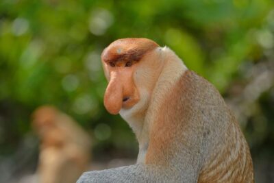 Labuk Proboscis, Sepilok, Sun Bear, Sandakan City Tour & Lunch