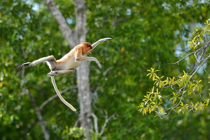 Labuk Proboscis, Sepilok, Sun Bear, Sandakan City Tour & Lunch - Timing, pickup, and who should book