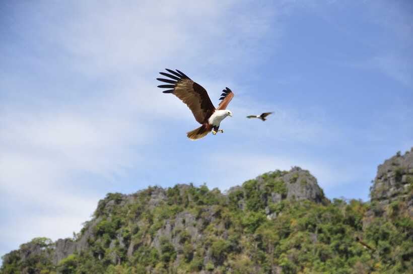 Langkawi: 6-Hour Private Island Highlights Tour - The Kilim mangroves can turn the day into a full outing