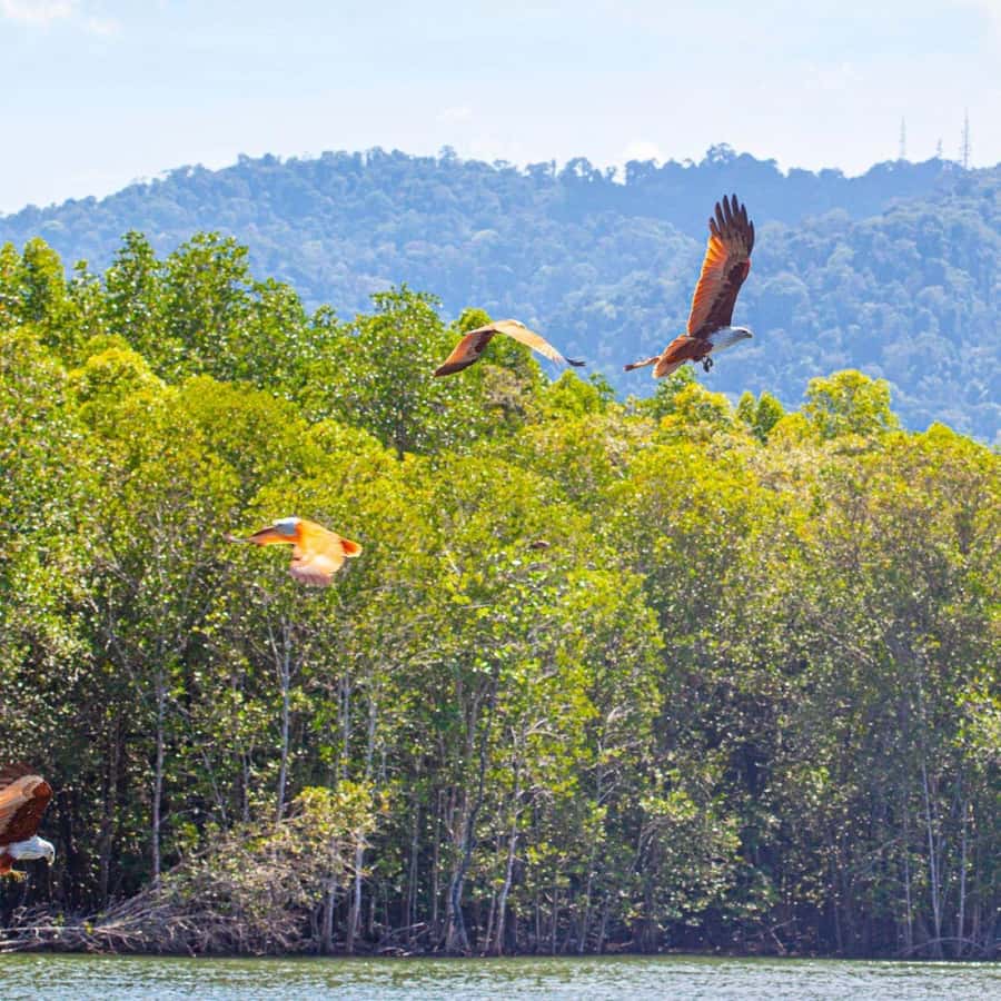 Langkawi: Boat Tour to Magic Island & Mangrove Cruise - What the $171 group price really means