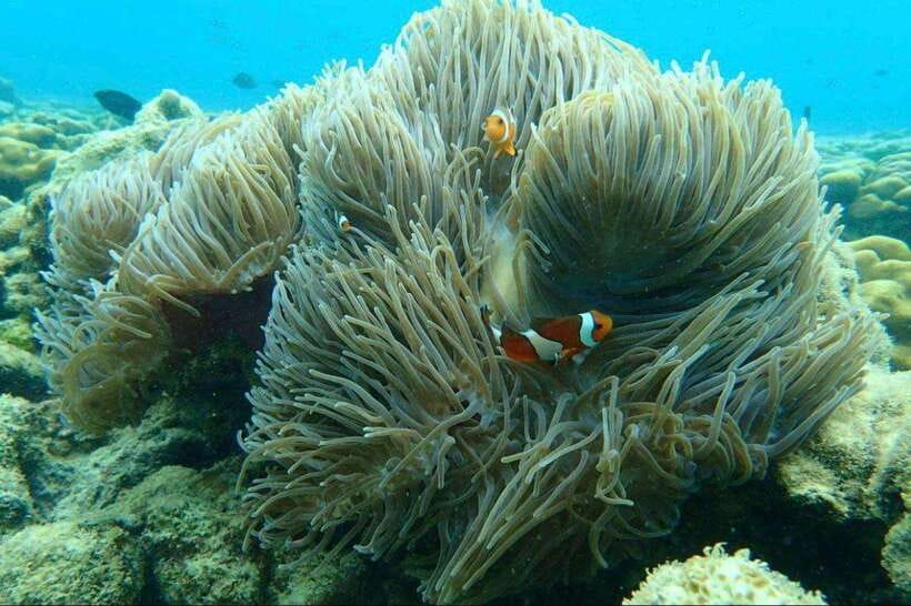Langkawi: Dangli Island Snorkel and Swim Speedboat Tour - Clear Water, Crowded Boats, and Coral Care
