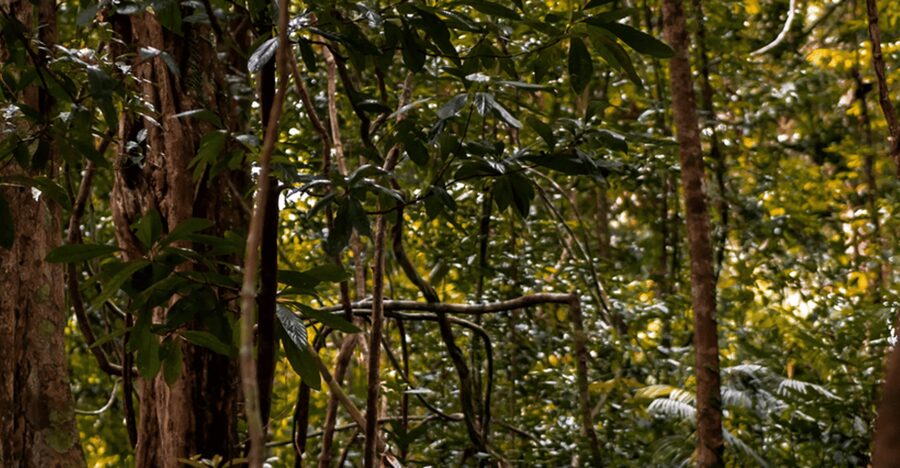 Langkawi: Dream Forest Langkawi Standard Admission Ticket - The Wednesday problem you should avoid
