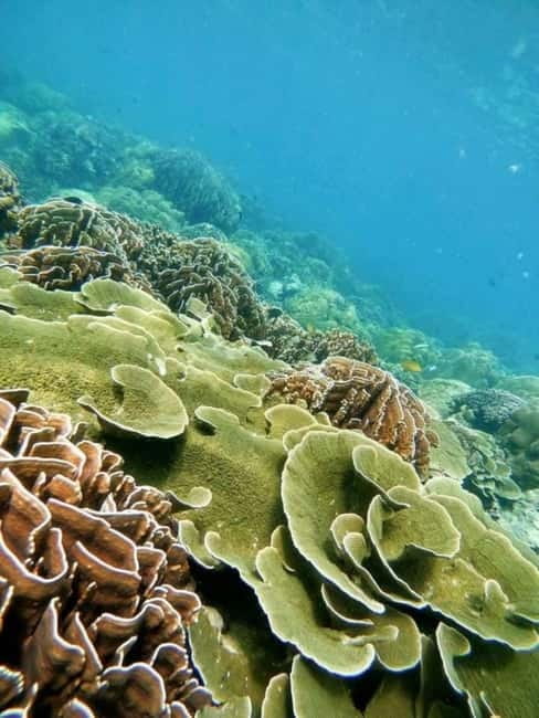 Langkawi: Floating Restaurant & Snorkeling Trip - Meeting Mr Din at Checkpoint 2
