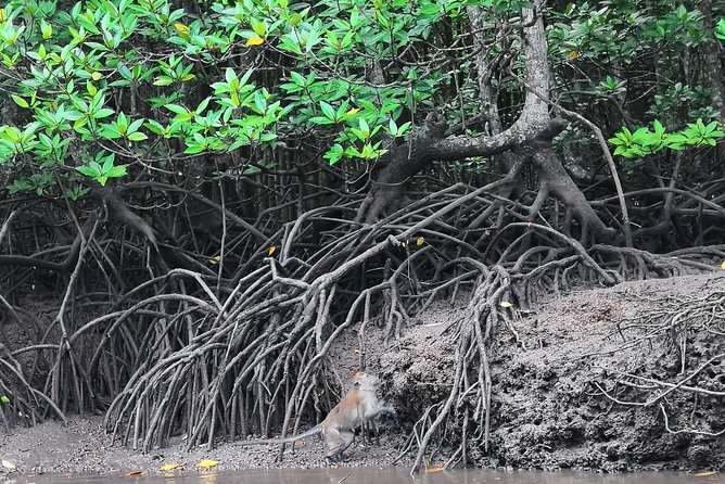 Langkawi Half Day Mangrove Tour - Sharing Basis - Why this half-day boat trip works well