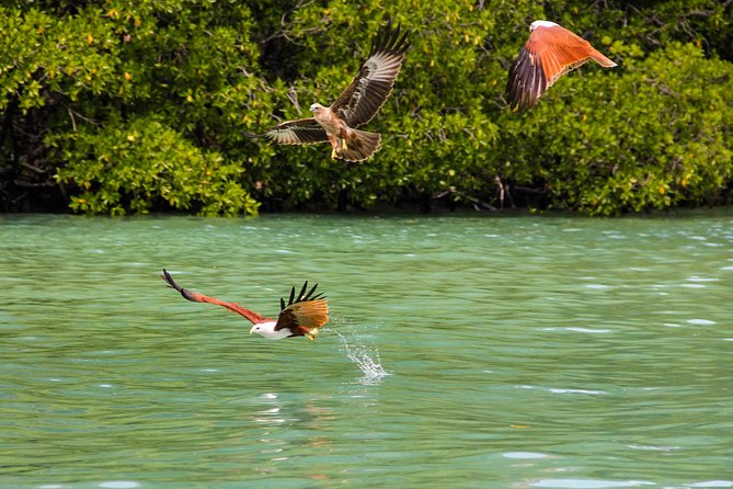 Langkawi Half Day Mangrove Tour - Sharing Basis - Getting to Kilim Geoforest Park from the 9 a.m. start