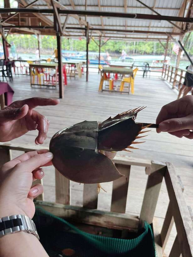 Langkawi: Half-Day Private Kilim River Mangrove Boat Tour - Dangli Island Fish Feeding and Snorkeling