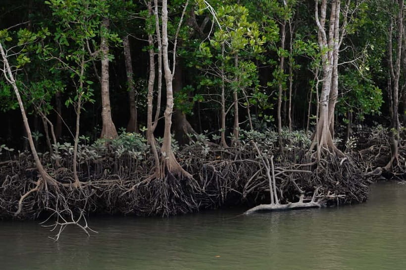 Langkawi: Kilim Geopark Mangrove Tour with Eagle Watching - Key points to know before you go