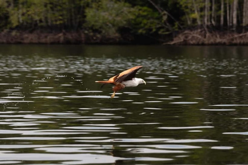 Langkawi: Kilim Geopark Mangrove Tour with Eagle Watching - Setting out through Kilim Geopark