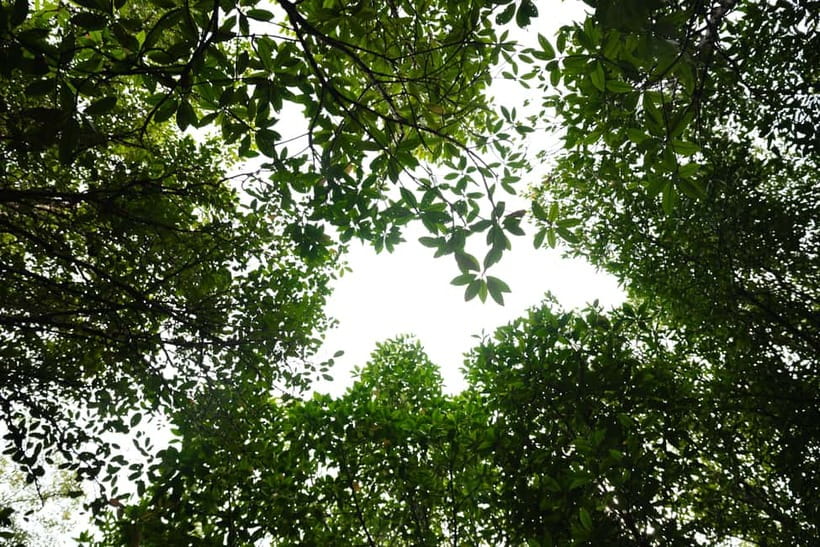 Langkawi: Kilim Geopark Mangrove Tour with Eagle Watching - What the $19 price really covers