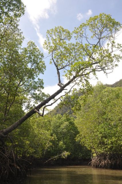 Langkawi: Kilim Mangrove Boat Tour with Lunch and Pickup - Who will enjoy this Langkawi tour?
