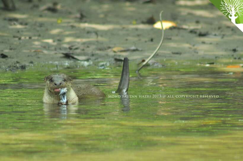 Langkawi: Kilim Mangrove Boat Tour with Lunch and Pickup - Safety briefing and the first boat ride