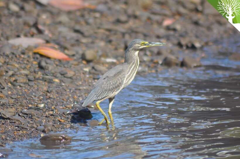 Langkawi: Kilim Mangrove Boat Tour with Lunch and Pickup - Wildlife watching in the mangrove channels