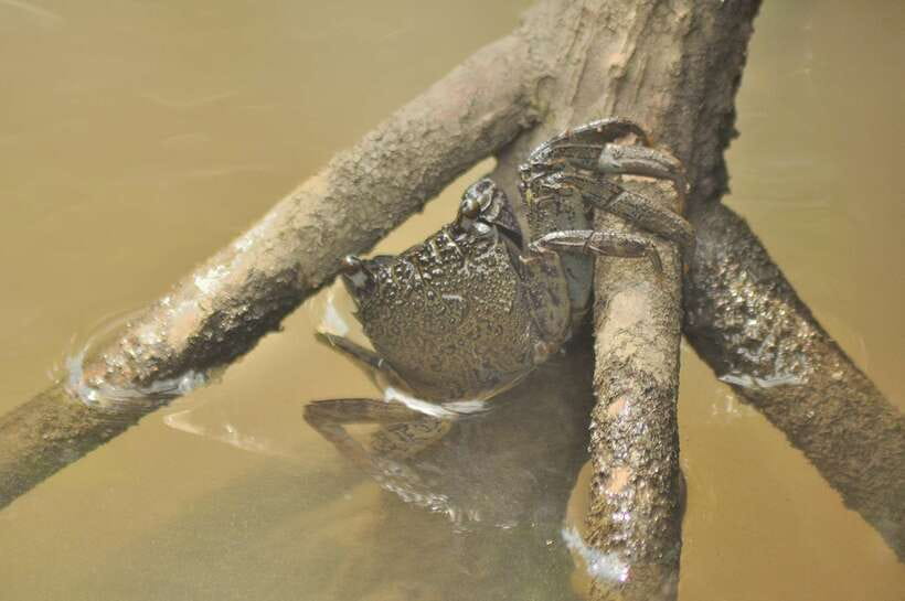 Langkawi: Kilim Mangrove Boat Tour with Lunch and Pickup - Fish farms and conservation on the water