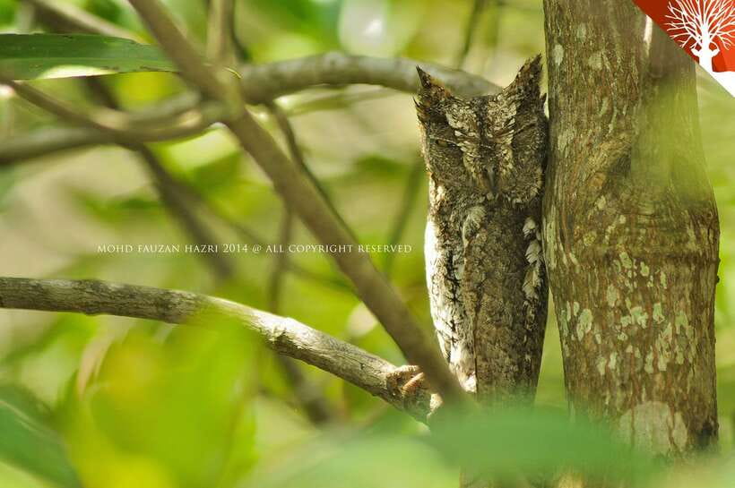 Langkawi: Kilim Mangrove Boat Tour with Lunch and Pickup - Packing and practical comfort
