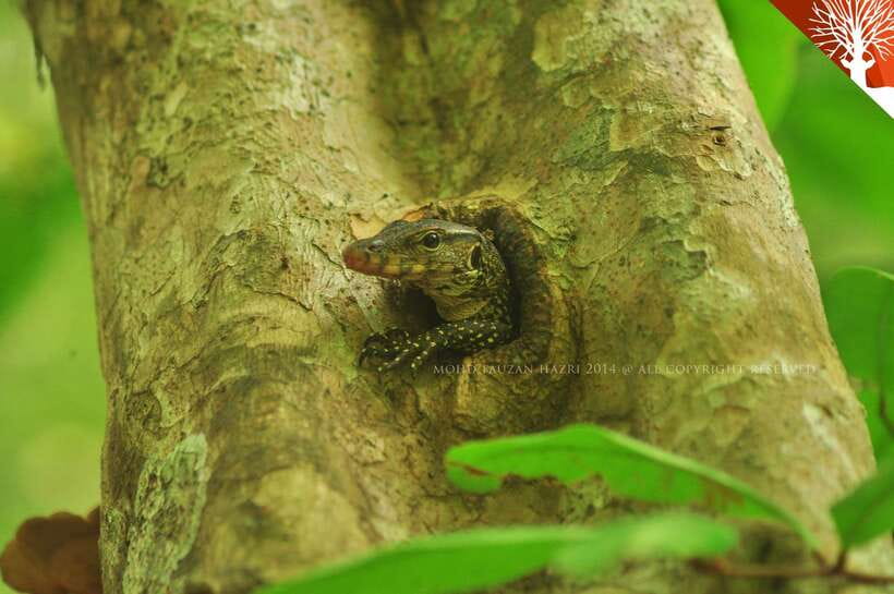 Langkawi: Kilim River Mangrove Safari Kayaking Tour - Why kayaking changes the Kilim experience