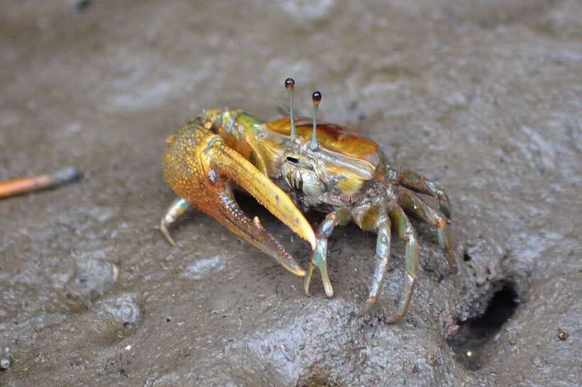 Langkawi: Kilim River Mangrove Safari Kayaking Tour - Wildlife at water level