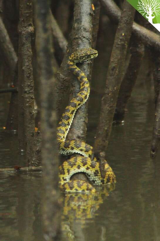 Langkawi: Kilim River Mangrove Safari Kayaking Tour - Starting on the tide through Kilim Karst Geopark
