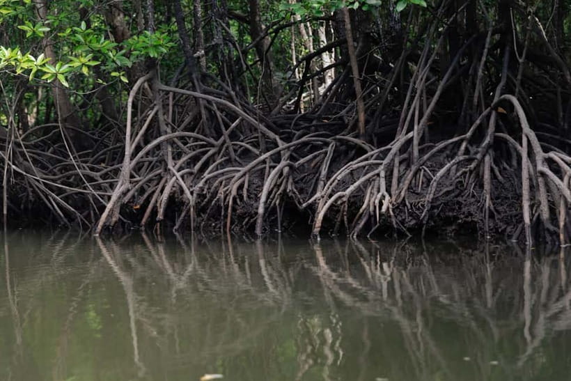 Langkawi Mangrove Group Boat Tour - Cruising into Kilim Geoforest Park