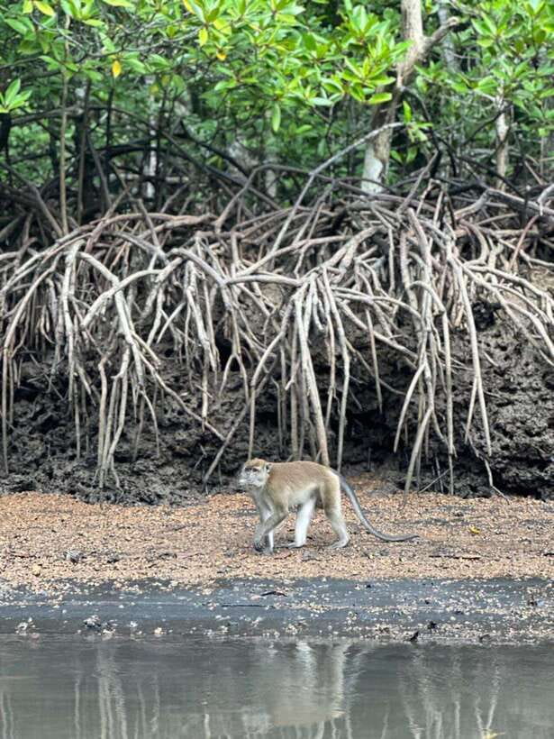 Langkawi Mangrove Monkey Package - The Andaman Sea portion