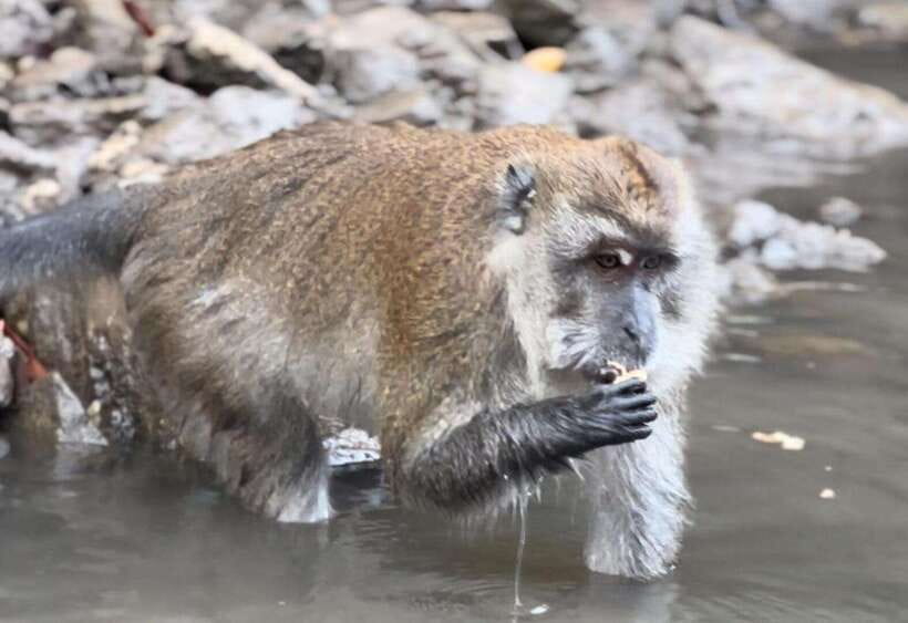 Langkawi Mangrove Monkey Package - Watching macaques swim beside the boat