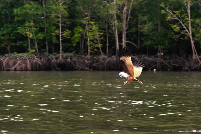 Langkawi: Mangrove River Cruise Sharing 3 Hours - The first look at Langkawi’s mangroves