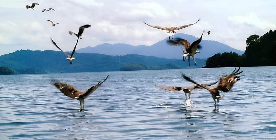 Langkawi: Mangrove Tour with Kilim Geoforest Park & Bat Cave - What to bring for a smoother morning