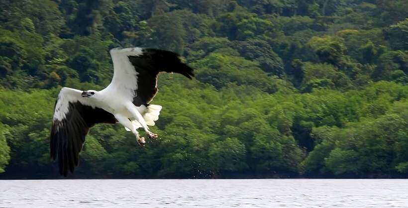Langkawi: Mangrove Tour with Kilim Geoforest Park & Bat Cave - Crocodile Cave at low tide