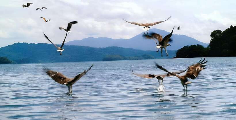 Langkawi: Mangrove Tour with Kilim Geoforest Park & Bat Cave - Guides, group rhythm, and what may vary