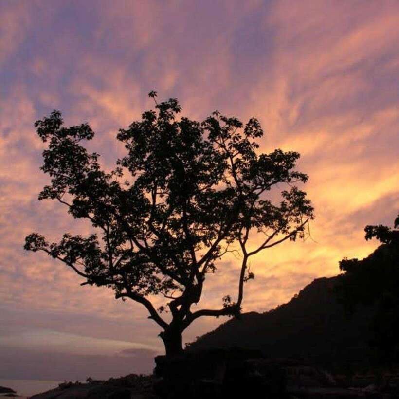 Langkawi: Nighttime Rainforest Tour with Nature Guide - Key points to know before you go