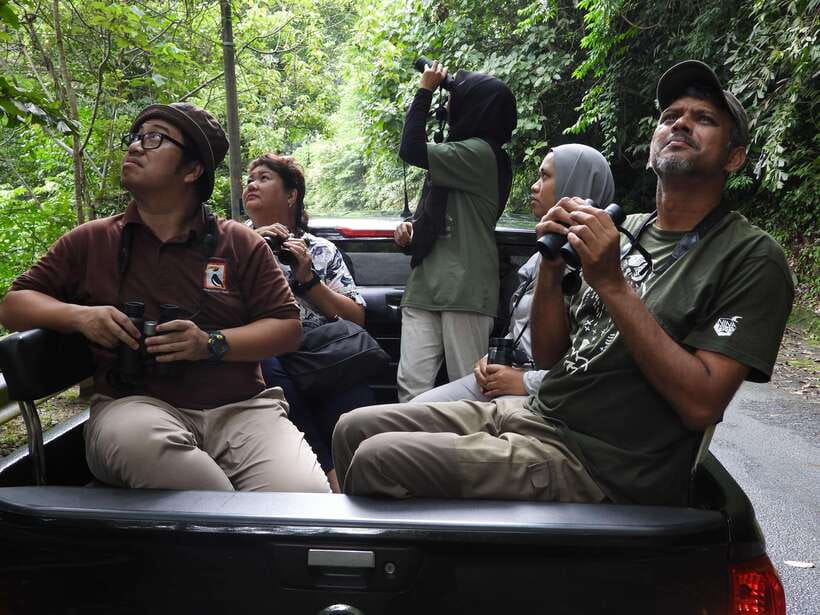 Langkawi: Nighttime Rainforest Tour with Nature Guide - From daylight birds to nocturnal animals