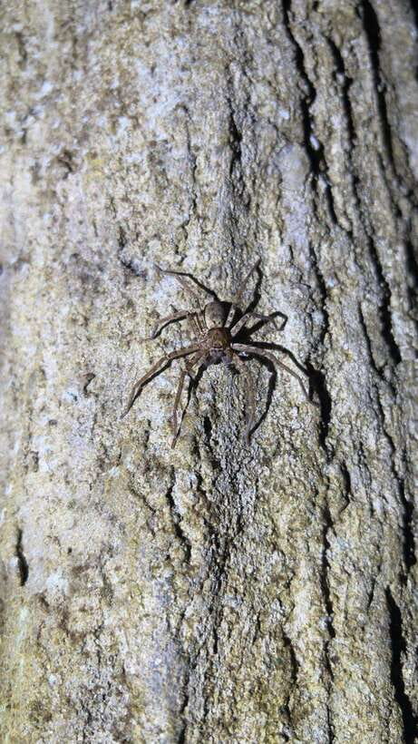 Langkawi: Nighttime Rainforest Tour with Nature Guide - Meeting at Jalan Gunung Raya