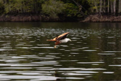 Langkawi Royal Mangrove Tour with Snorkeling Package